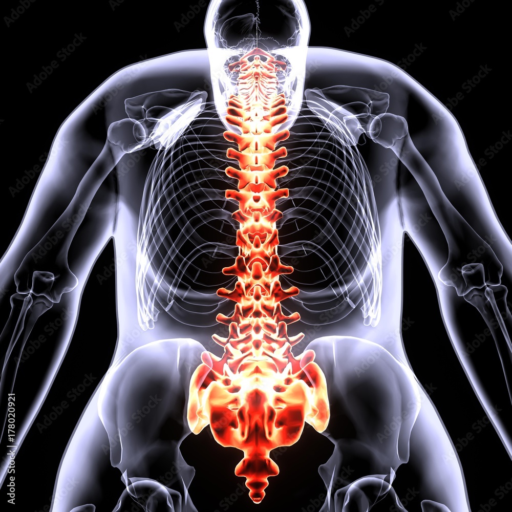 3D Illustration of Spinal cord a Part of Human Skeleton Anatomy Stock ...
