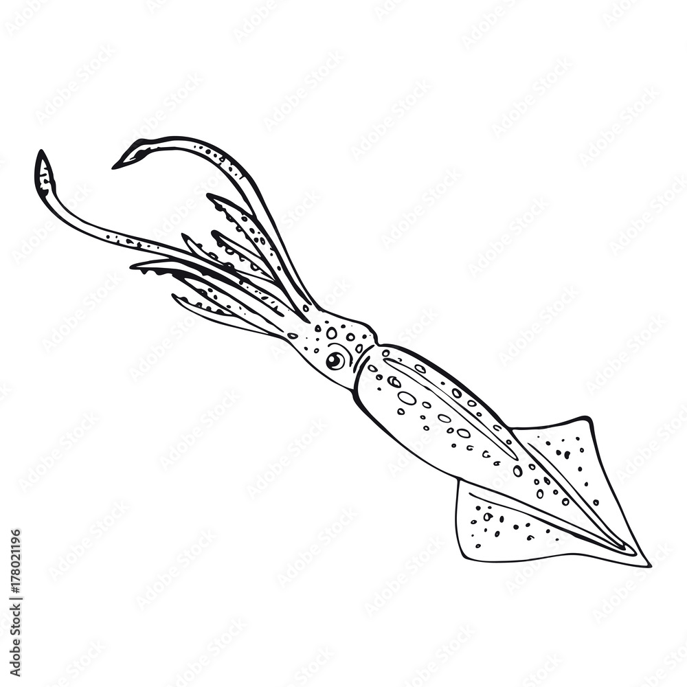 Obraz premium Squid. Hand-drawn inhabitant of the underwater world