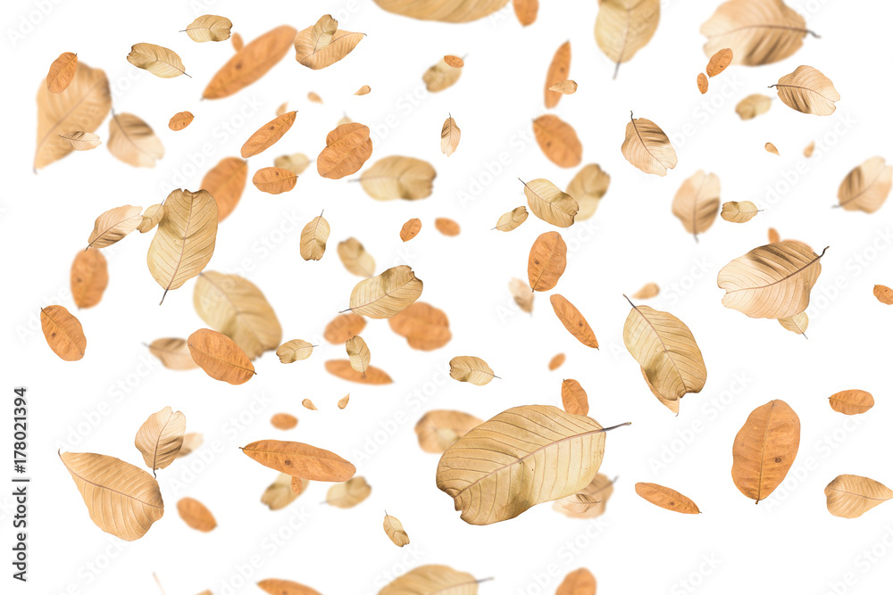 Autumn falling leaves,isolated on white background. Autumn falling leaves,isolated on white background.