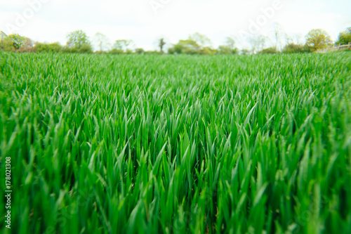 Scenic view of grassy field photo