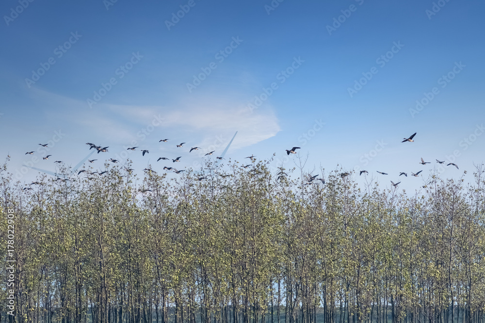 poyang lake migratory bird reserve landscape poyang lake migratory bird reserve landscape
