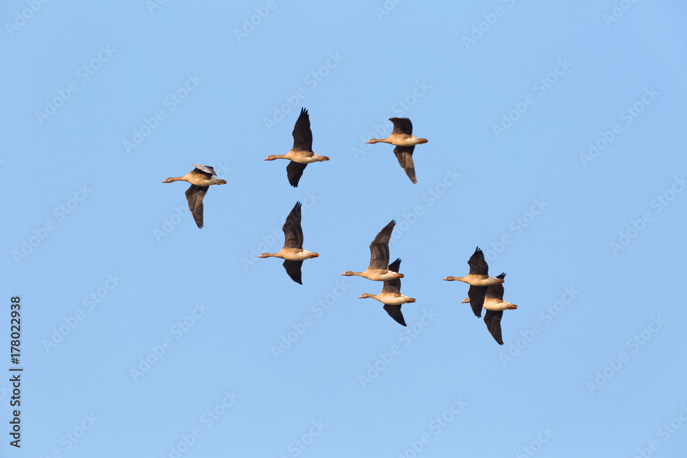 wild geese flying