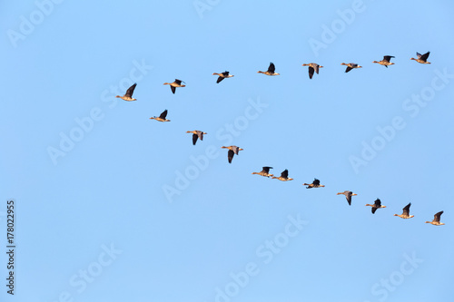 flock of wild geese flying