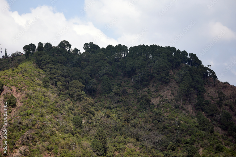 Mountain Forest