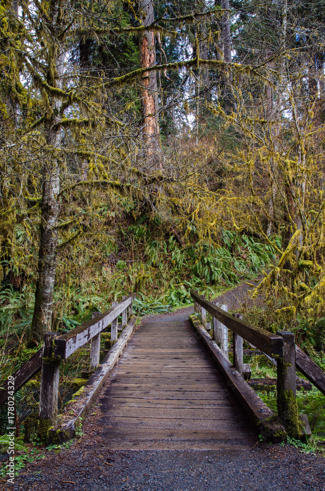 Forest Bridge