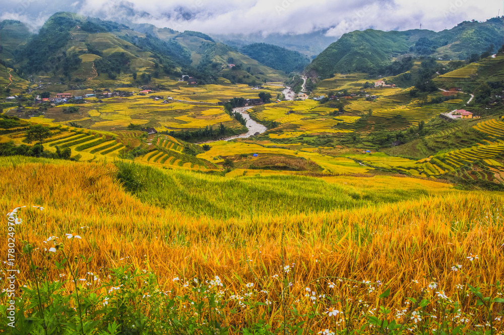 Obraz premium Terrace field rice on the harvest season at bac son valley, lang son province, famous tourist destination in northwest Vietnam and harvest season on september each year
