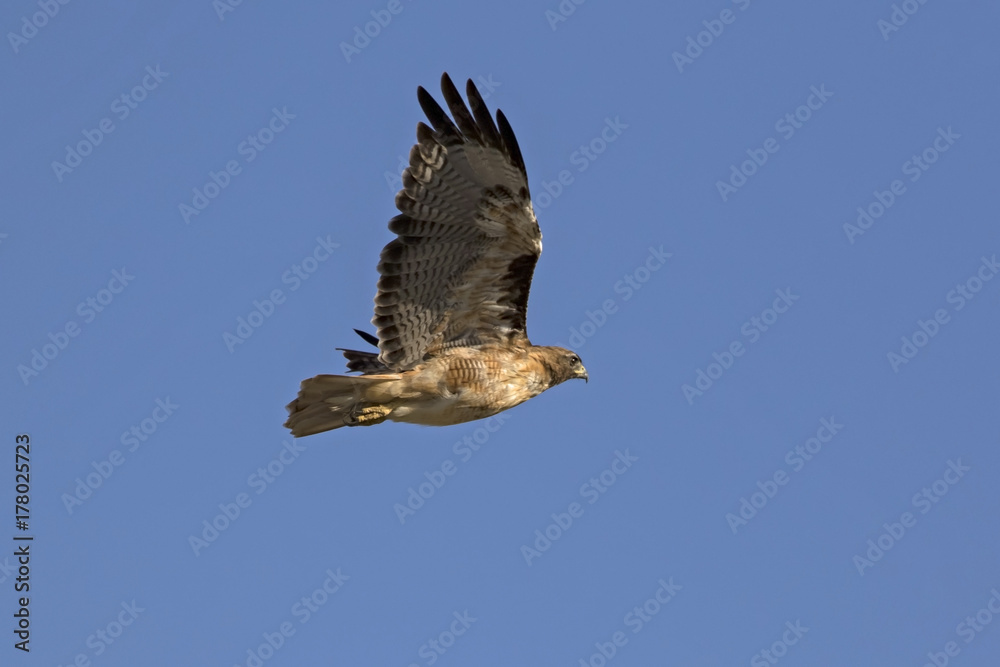 Fototapeta premium Bird hawk soars high above