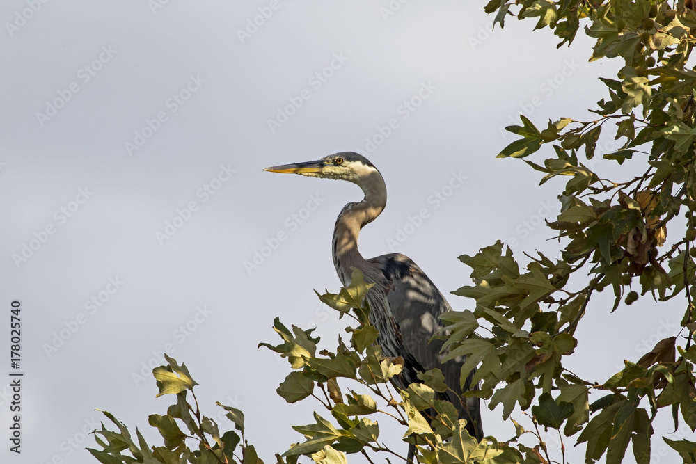 Obraz premium Bird heron at tree perch
