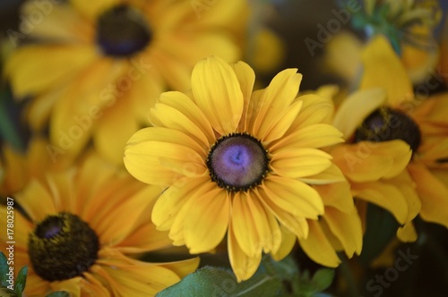 Yellow Summer Sunflower