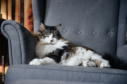 Large Maine coon cat relaxes like royalty in a living room chair