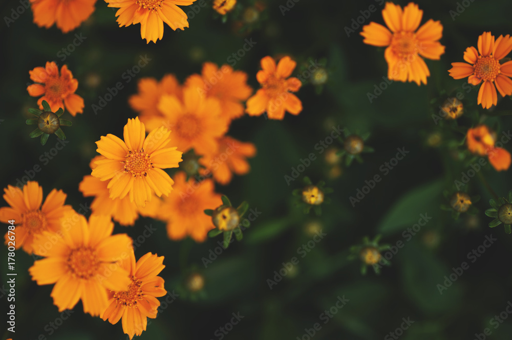 Orange Cosmos flowers Orange Cosmos flowers
