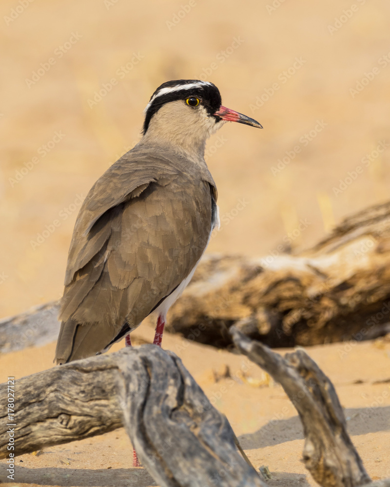 Crowned Lapwing