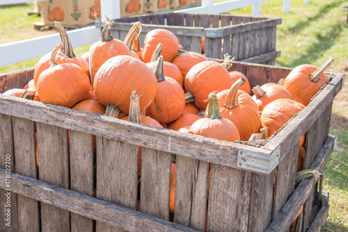 Crate of pumpkins