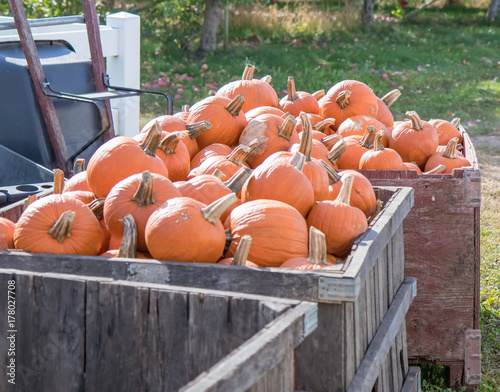 Crate of pumpkins
