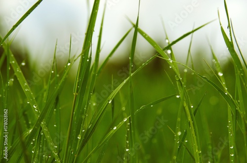 View of rain drops on blades of green grass in spring photo