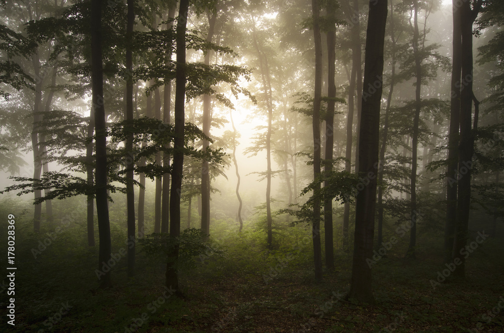 Enchanted woods with fog and light trough trees Enchanted woods with fog and light trough trees
