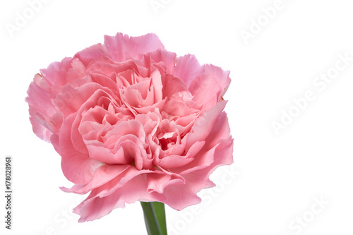 Single pink Carnation