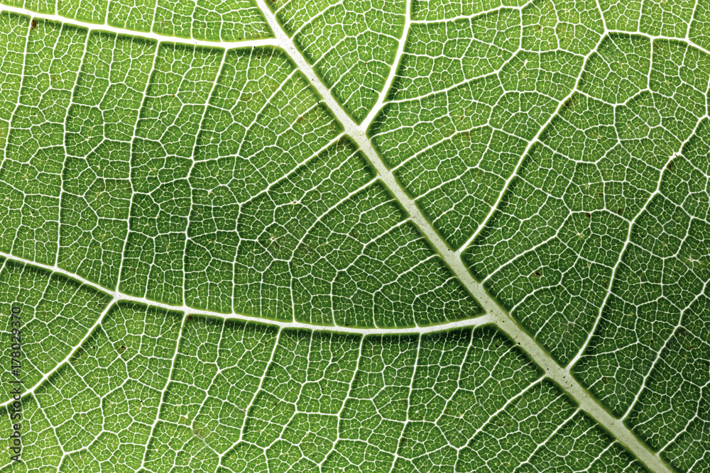 Macro of a green leaf Macro of a green leaf
