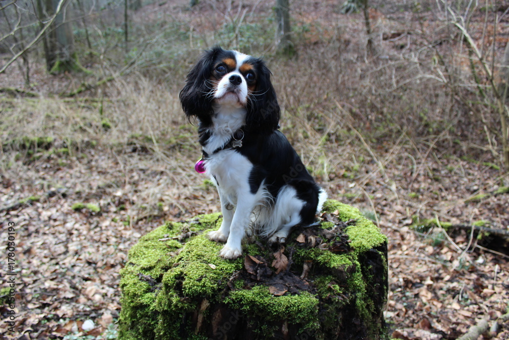King Charles Cavalier dog King Charles Cavalier dog