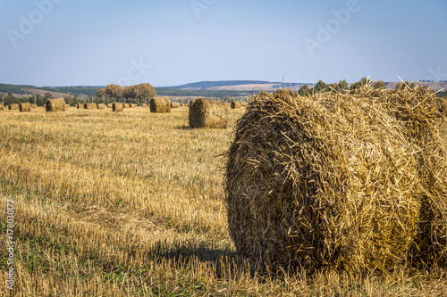 Yellow dry straw, wrapped in bales, lies on the field.
