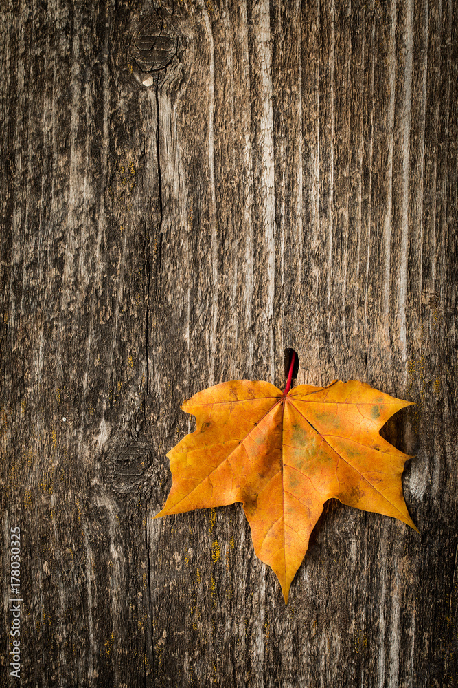 Obraz premium Autumn maple leaf over old wooden background