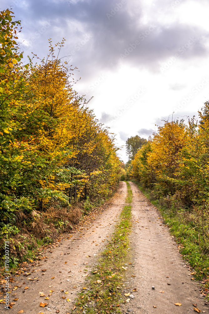 Rural road through forest in autumn, scenic landscape of trees with yellow orange leaves