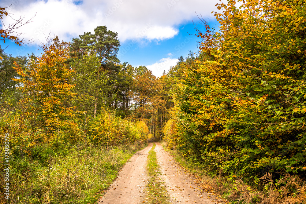 Scenic forest in autumn, landscape with path between trees with colorful leaves