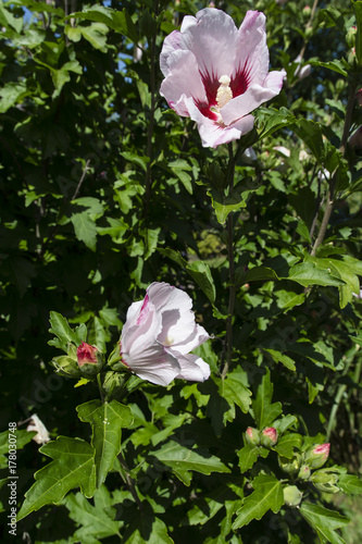 Flower of hibiscus and green leaves.