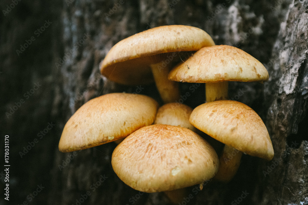 Wild big laughing gym mushrooms growing on a tree stump in a forest Wild big laughing gym mushrooms growing on a tree stump in a forest