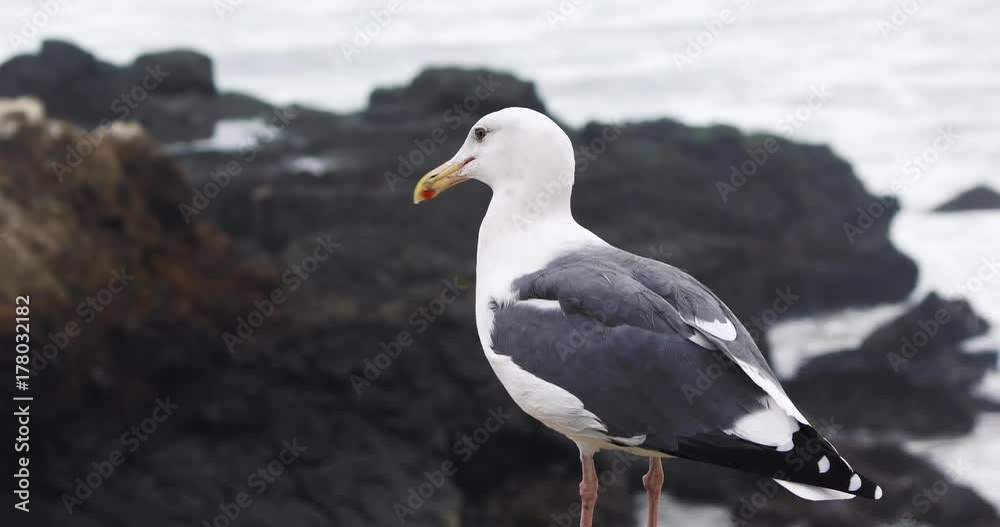 Medium Shot of Seagull on the beach Medium Shot of Seagull on the beach