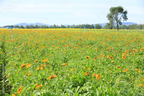 Daisy and gerbera