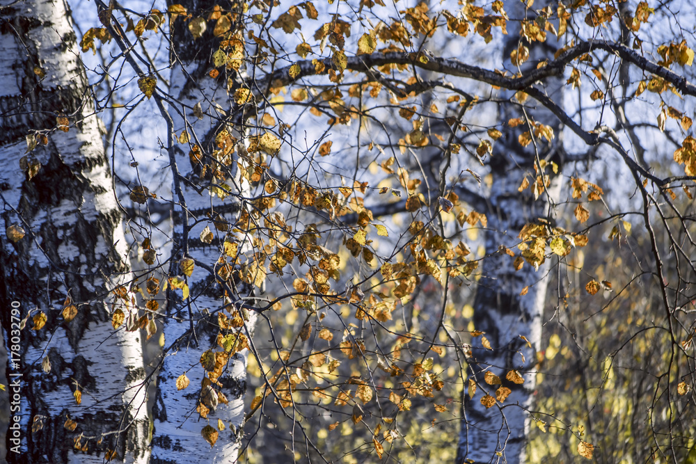 Background with yellow birch foliage and green birch