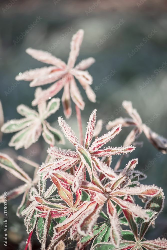 Colorful frozen leaves with white ice crystals
