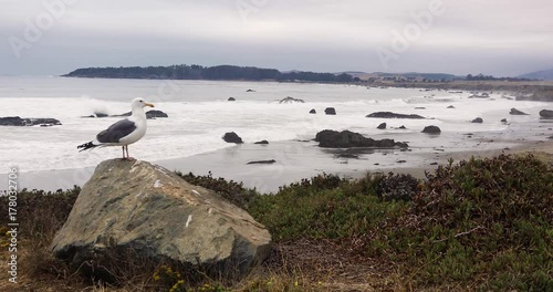 Wide Shot of Seagull on the Beach