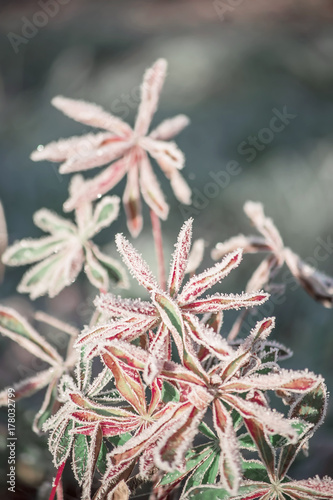 Obraz na płótnie Colorful frozen leaves with white ice crystals w salonie