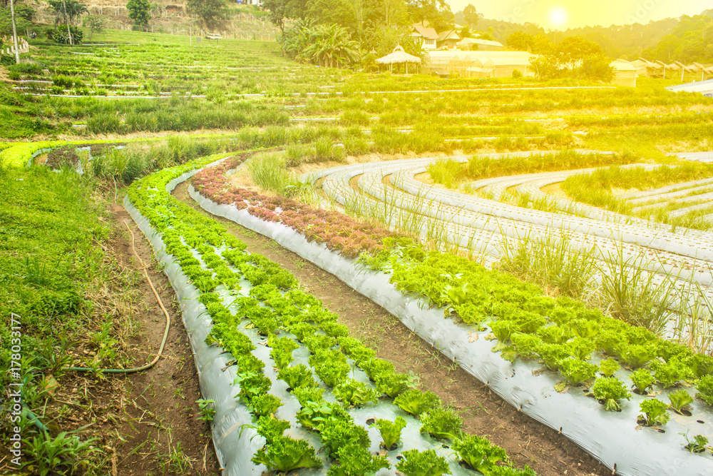 Green Oak Lettuce planted red Oak Lettuce and a ladder on a mountain in the sun light,at Mae Rim, Chiang Mai, Thailand.