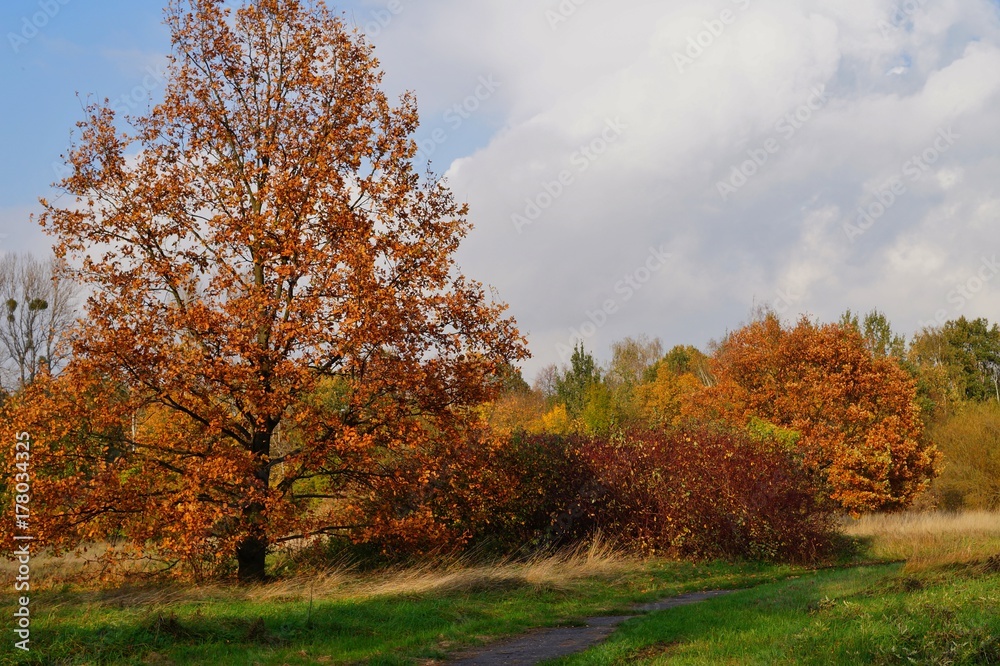 Beautiful autumn landscape - golden autumn in park - autumn scenery - beautiful green areas of the city 