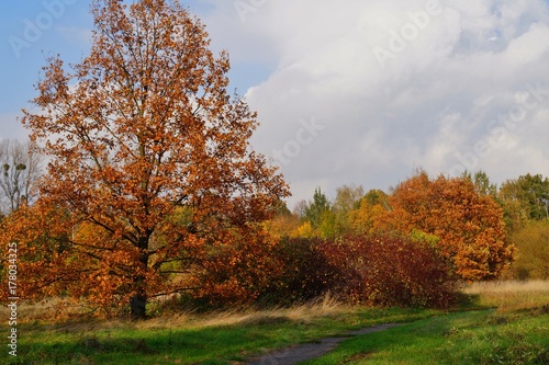 Beautiful autumn landscape - golden autumn in park - autumn scenery - beautiful green areas of the city 