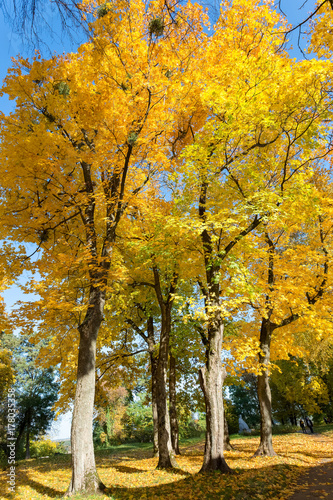 Park in autumn colors