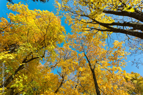 Park in autumn colors