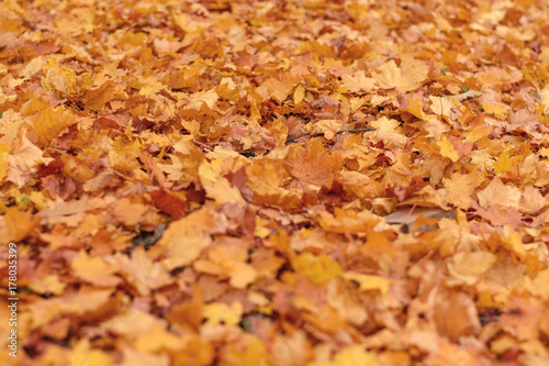 Fallen leaves in the park in the autumn season. Autumn background of foliage.