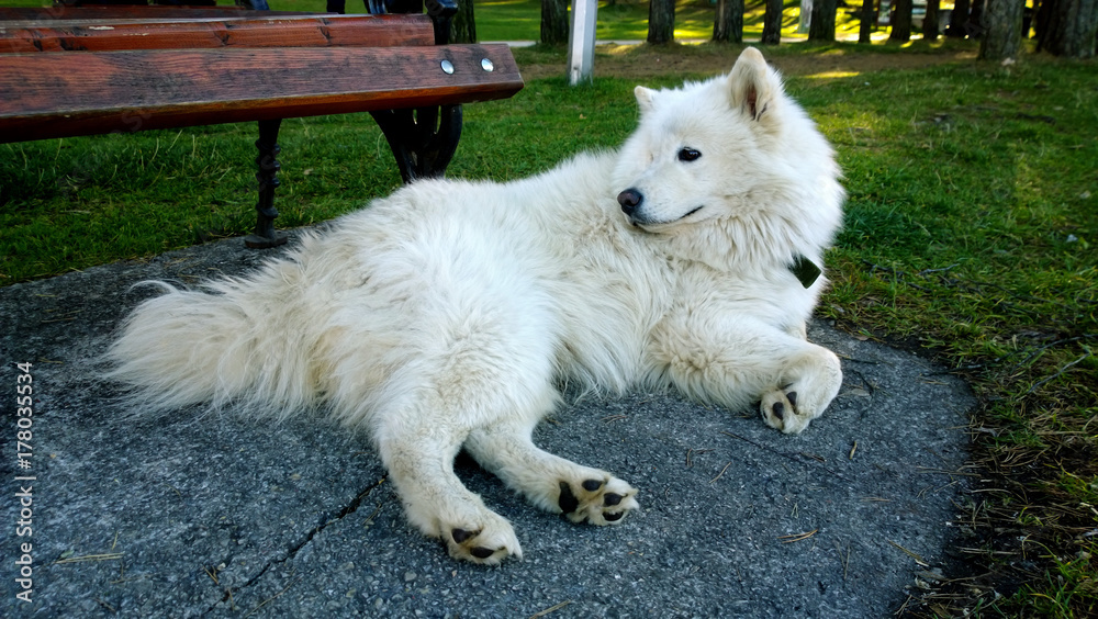 Big beautiful white dog lying in the Park near the bench and looking around Big beautiful white dog lying in the Park near the bench and looking around