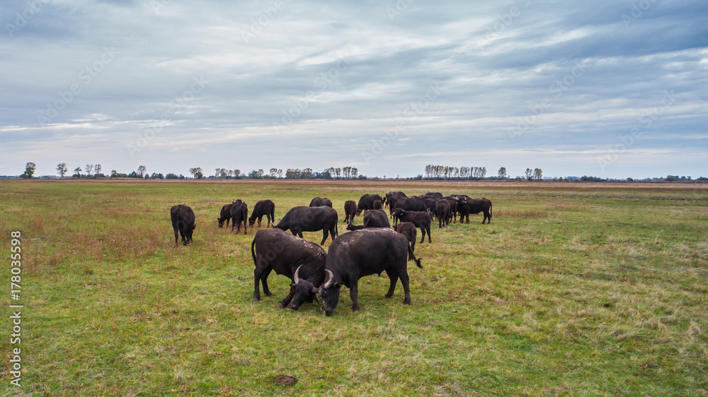 Hungarian Water Buffalo fighting on the farm. Hungarian Water Buffalo fighting on the farm.
