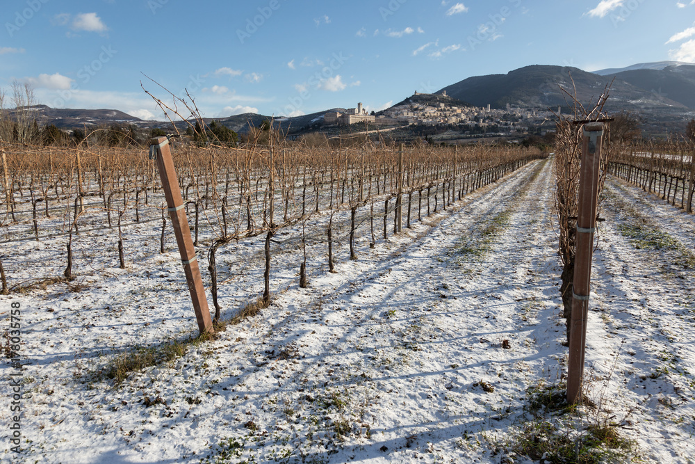 View of Assisi town (Umbria) in winter, with a vineyard covered by snow and a blue sky with white clouds