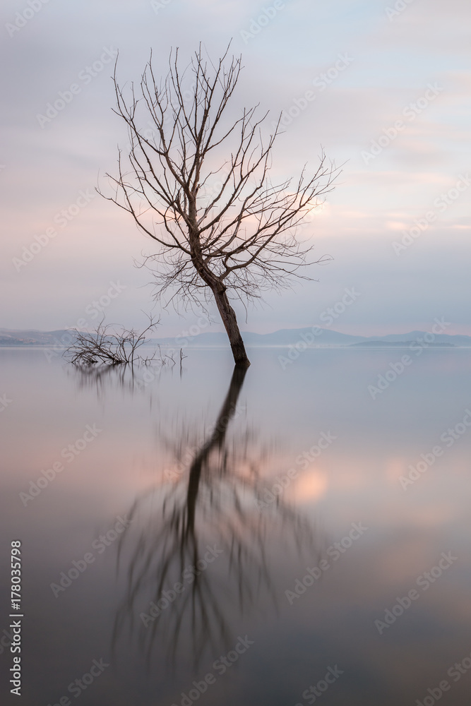 Long exposure view of a tree reflecting on a lake, with perfectly still water and warm sunset colors Long exposure view of a tree reflecting on a lake, with perfectly still water and warm sunset colors