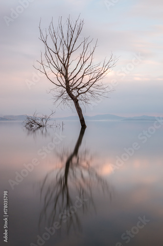 Long exposure view of a tree reflecting on a lake, with perfectly still water and warm sunset colors