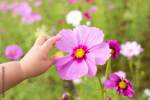 Baby playing with cosmos flowers