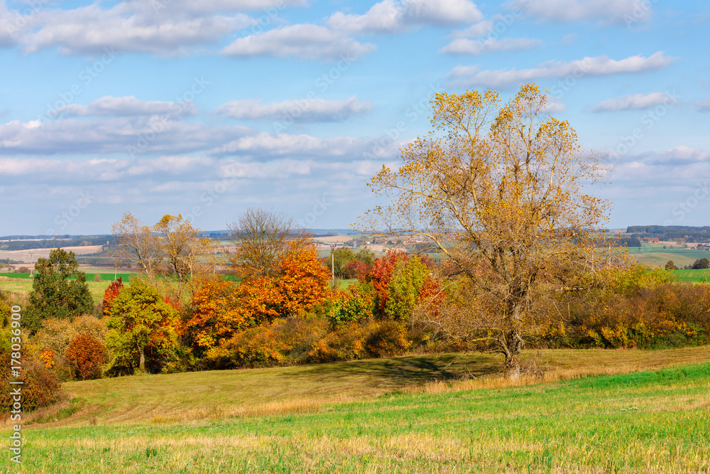 Fototapeta premium Autumn landscape with fall colored trees