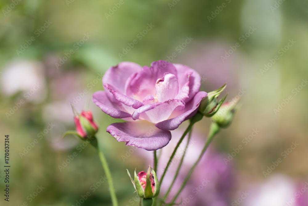 Purple roses flower blossom in a garden,decoration flowers