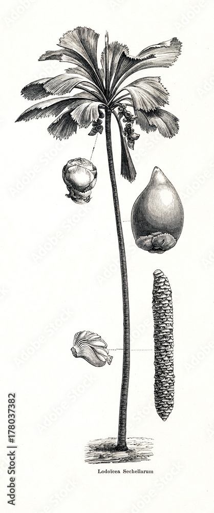 Fototapeta premium Sea coconut (Lodoicea maldivica) (from Meyers Lexikon, 1896, 13/442/443)
